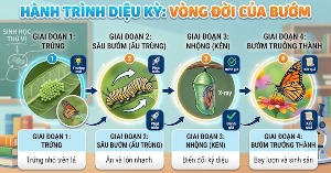 [Video] Hướng dẫn tạo infographic Vòng đời cho học sinh